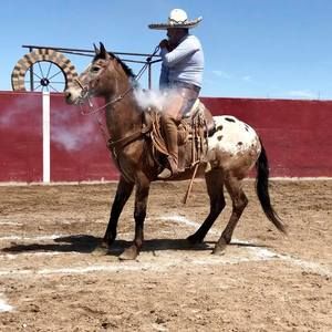 Meet your Posher, Jesus